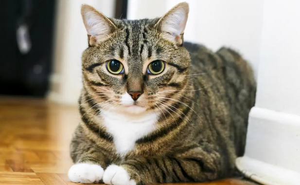中国狸花猫奶猫多大断奶呢？这个时间最好？