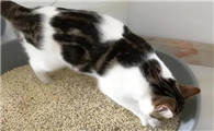 猫咪为什么盯着自己的屎啊