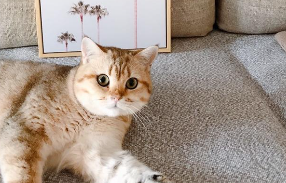 两只相处和睦的猫突然翻脸是怎么了? 两只相处和睦的猫突然翻脸是怎么了?
