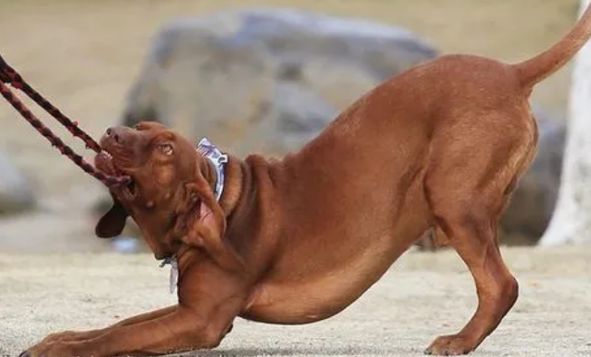 红骨猎浣熊犬怎么训练随行?随行训练这么做! 红骨猎浣熊犬怎么训练随行?随行训练这么做!