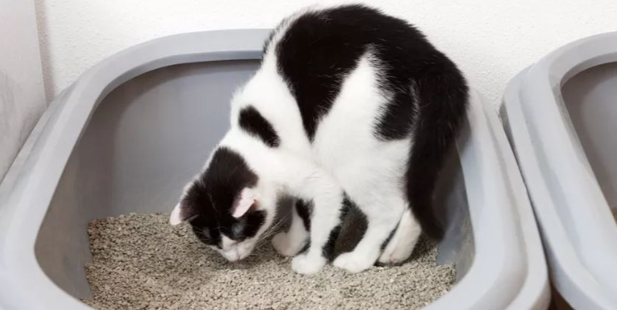 猫咪为什么老是掏猫砂呢 猫咪为什么老是掏猫砂呢