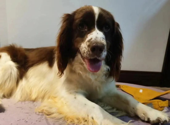 史宾格犬耳朵怎么清理呢？看这里～