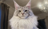 缅因猫认主人的表现