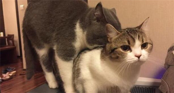 猫咪配对为什么要趴着呢图片 猫咪配对为什么要趴着呢图片