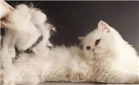 夏天猫掉毛严重该怎么改善