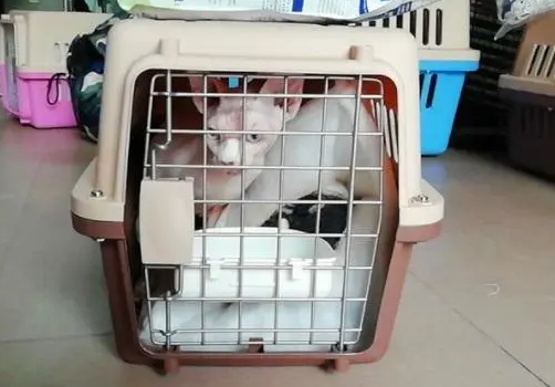 高铁托运小猫需要办理什么手续和证件 高铁托运小猫需要办理什么手续和证件