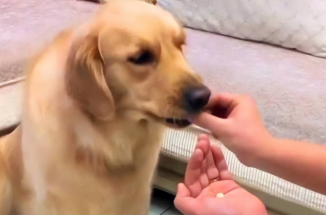 狗狗肠胃炎吃什么消炎药？宠物犬有肠胃炎用什么药消炎？