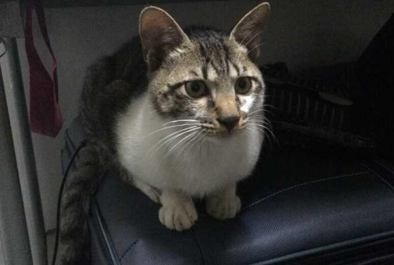 野猫进家可以打死吗 野猫进家可以打死吗