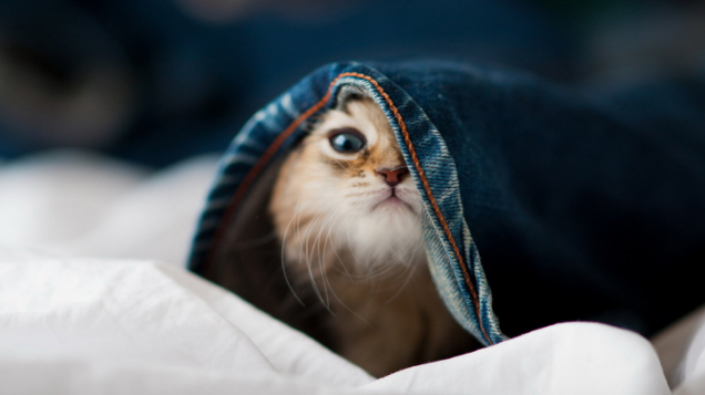 猫看见什么颜色害怕