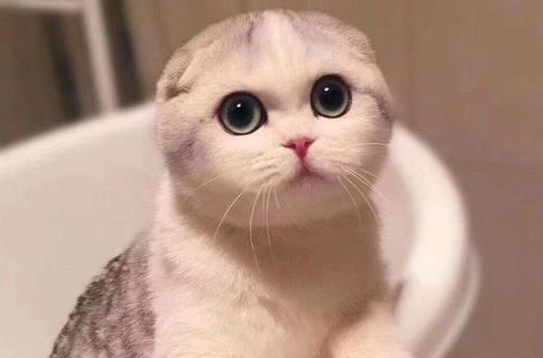 折耳猫不能吃的东西