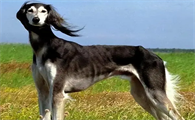 细狗幼犬多少钱一只