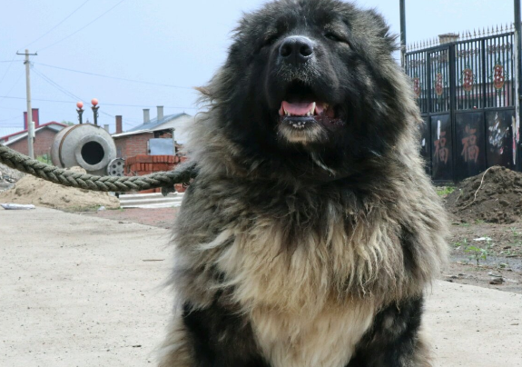 高加索犬的优点和缺点
