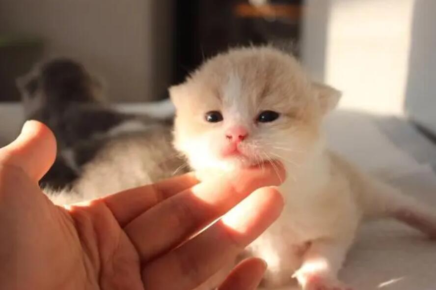 小奶猫为什么养不熟？难道是我的问题？