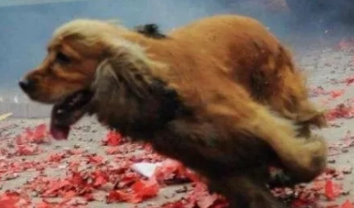 为什么狗狗喜欢叼烟花爆竹 为什么狗狗喜欢叼烟花爆竹