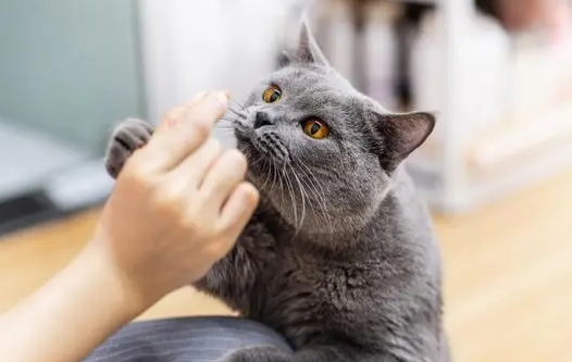 为什么人走了猫咪会叫唤