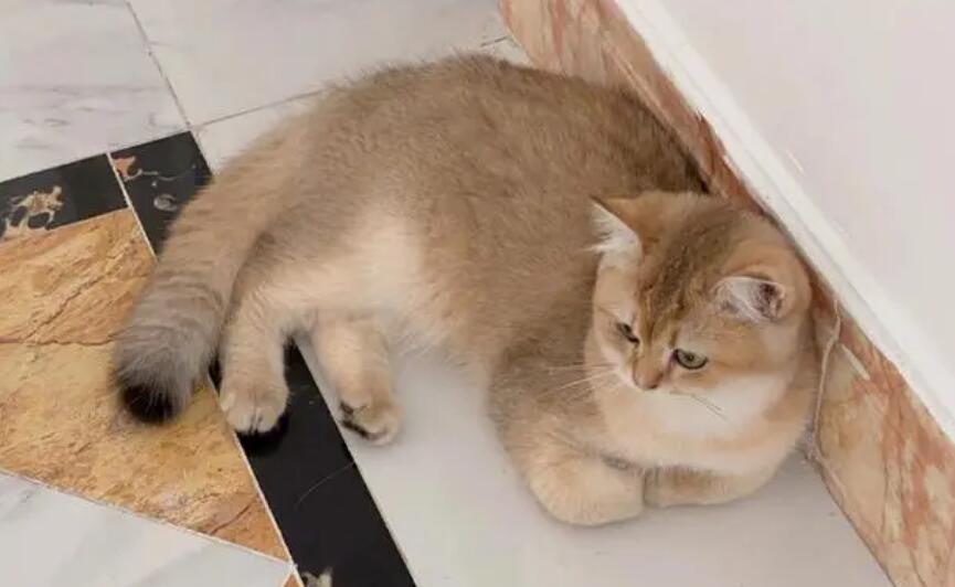 猫咪为啥揣手手 猫咪为啥揣手手