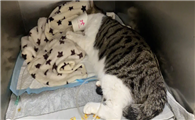 猫瘟治疗过程中呕吐吐血