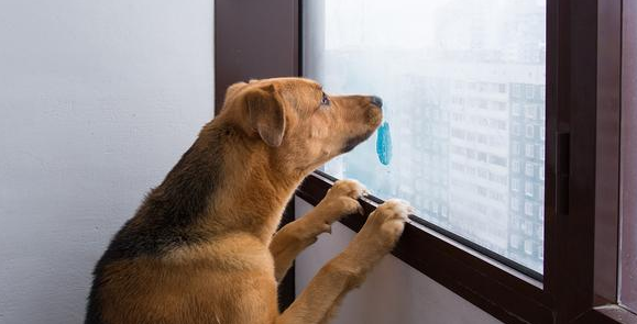 狗看见不干净东西举动