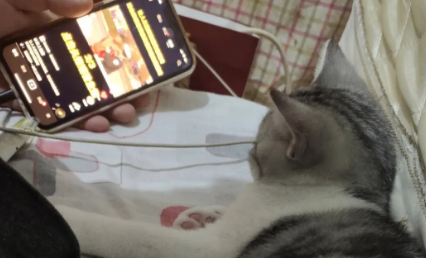 猫咪为什么不敢看手机屏幕呢