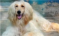 阿富汗猎犬什么颜色最贵