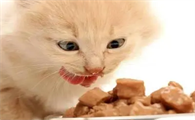 猫最爱吃的20种食物