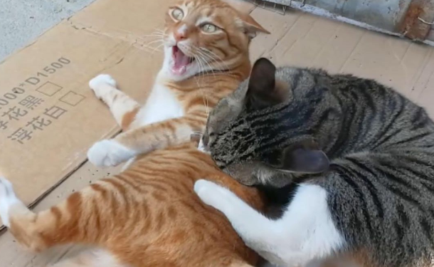 为什么猫咪咬新来的小猫咪呢