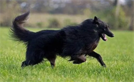 比利时牧羊犬怎么洗澡？速速来了解！