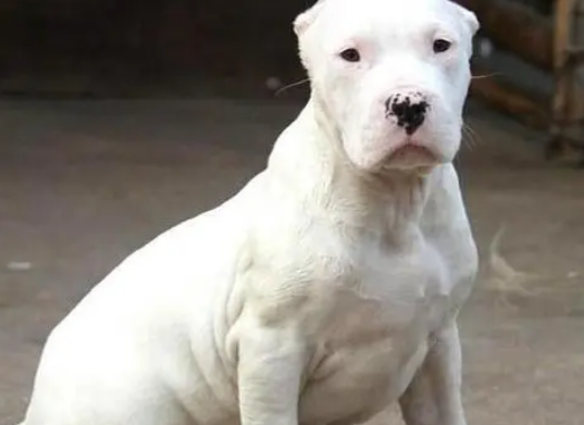 杜高犬拉肚子怎么办?治疗拉肚子的方法。 杜高犬拉肚子怎么办?治疗拉肚子的方法。