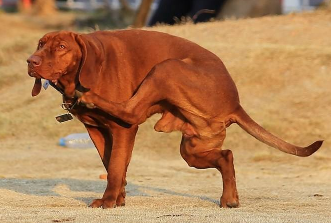 红骨猎浣熊犬得了风湿病怎么办?来了解下吧 红骨猎浣熊犬得了风湿病怎么办?来了解下吧