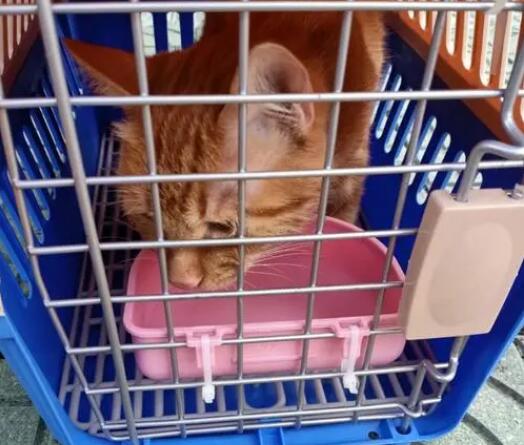 宠物托运会有人喂食吗现在