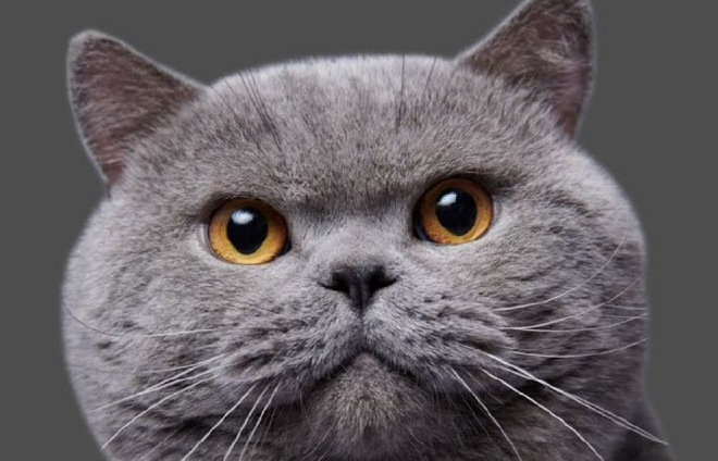 三种最旺财的猫 三种最旺财的猫