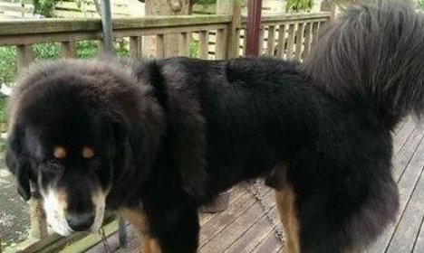 宠物美容师遭遇藏獒，硬着头皮为其美容7小时，双手竟变这样……