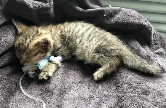 猫瘟吃什么药好得快 猫瘟吃什么药好得快