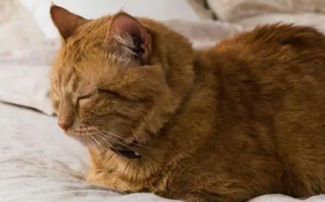 猫咪为什么喜欢待门口睡觉
