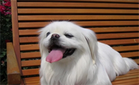 京巴犬寿命一般多少年