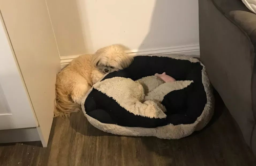 狗狗睡觉为什么咬被子垫脚呢