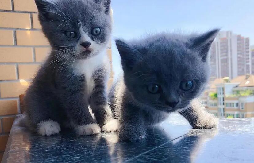 蓝猫怎么看是不是黑下巴?你可别搞错了 蓝猫怎么看是不是黑下巴?你可别搞错了