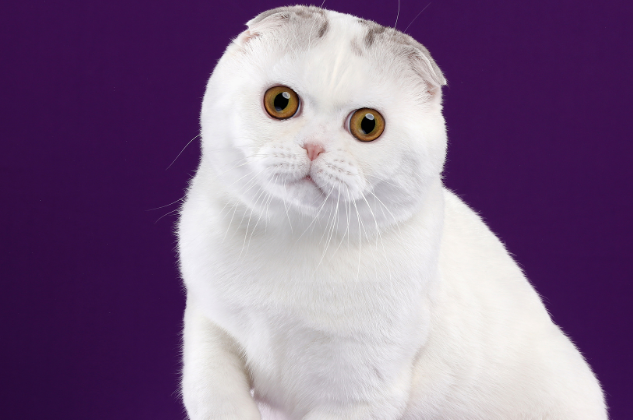 折耳猫发病怎么治疗 折耳猫发病怎么治疗