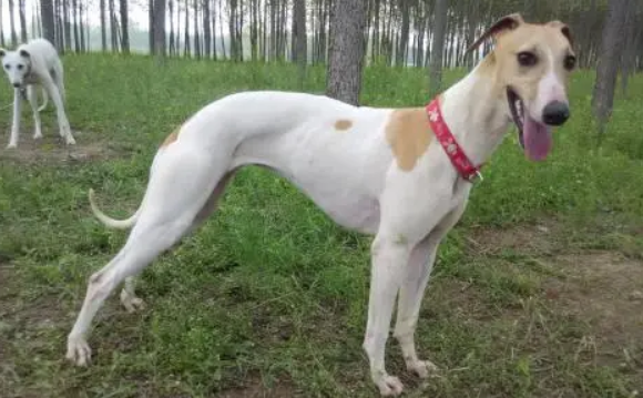 和灵缇犬很像的犬-宠物网