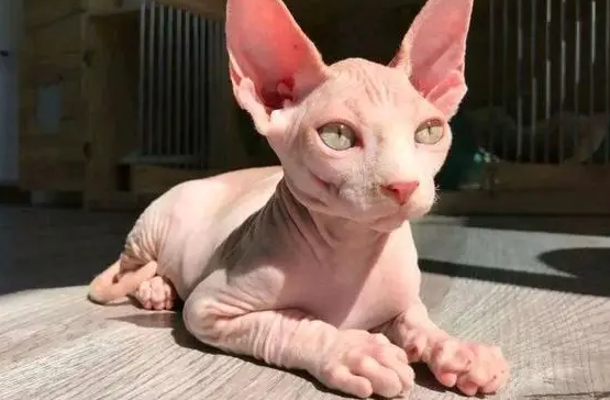 无毛猫有几个品种？你知道吗？