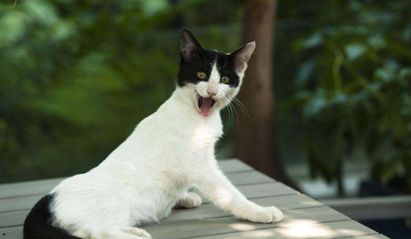 温顺的公猫突然变得暴躁了是怎么回事? 温顺的公猫突然变得暴躁了是怎么回事?