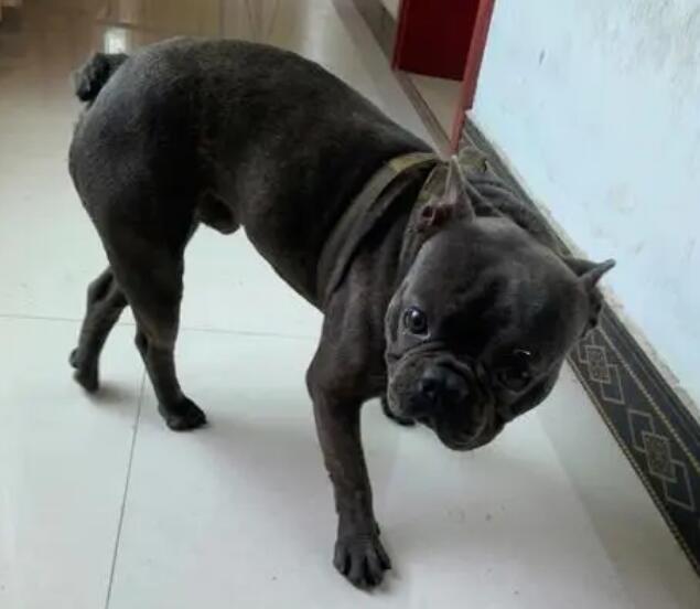 蓝牛法斗大狗成年犬图片 蓝牛法斗大狗成年犬图片