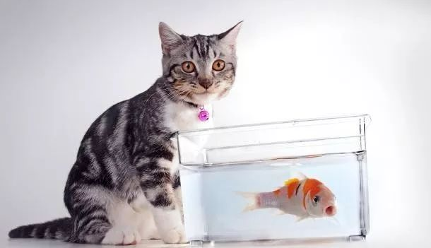 家里养猫又养鱼相克吗