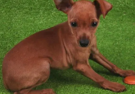 小鹿犬吃什么补钙？哪些食物比较补？