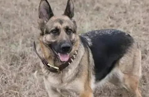 比利时特伏丹犬怎么护理？护理方法不要错过！
