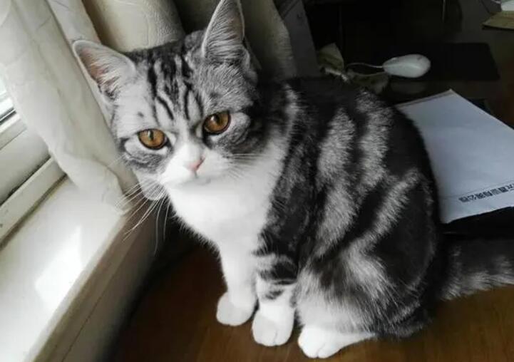 美国英短虎斑猫 美国英短虎斑猫