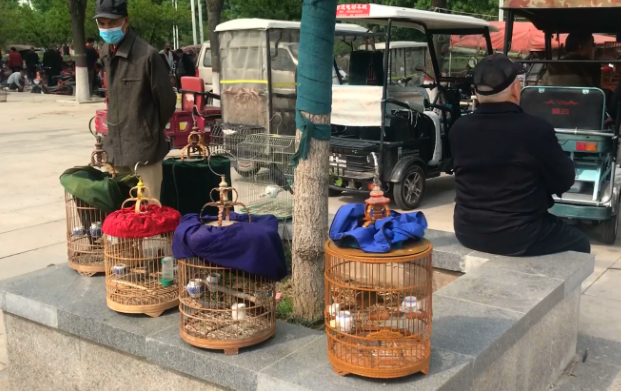 保定哪个鸟市的鸟便宜