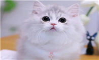 米努特猫多少钱一只