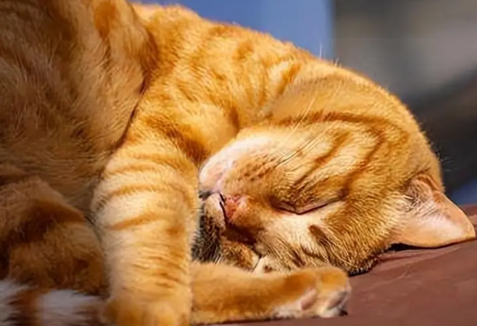 猫咪怕热吗夏天怎么办