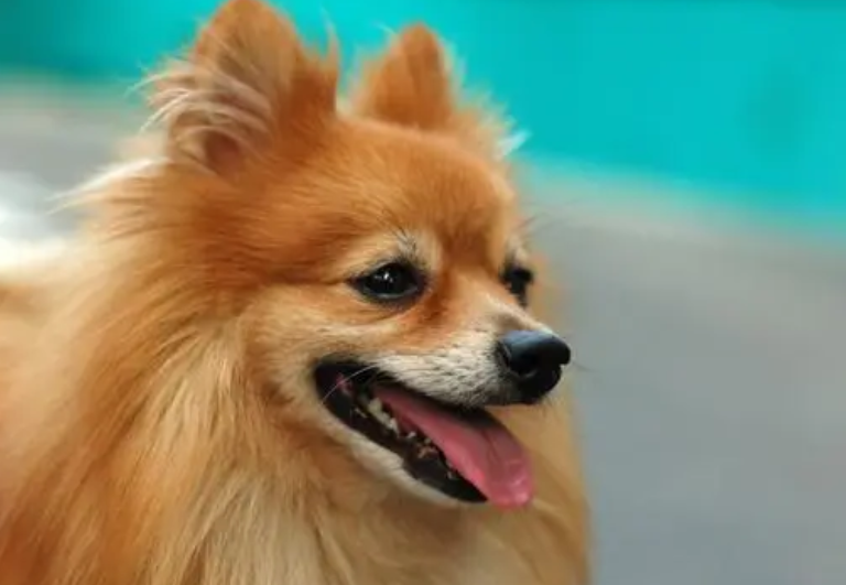 今天带你们了解一下，博美犬的外表特点